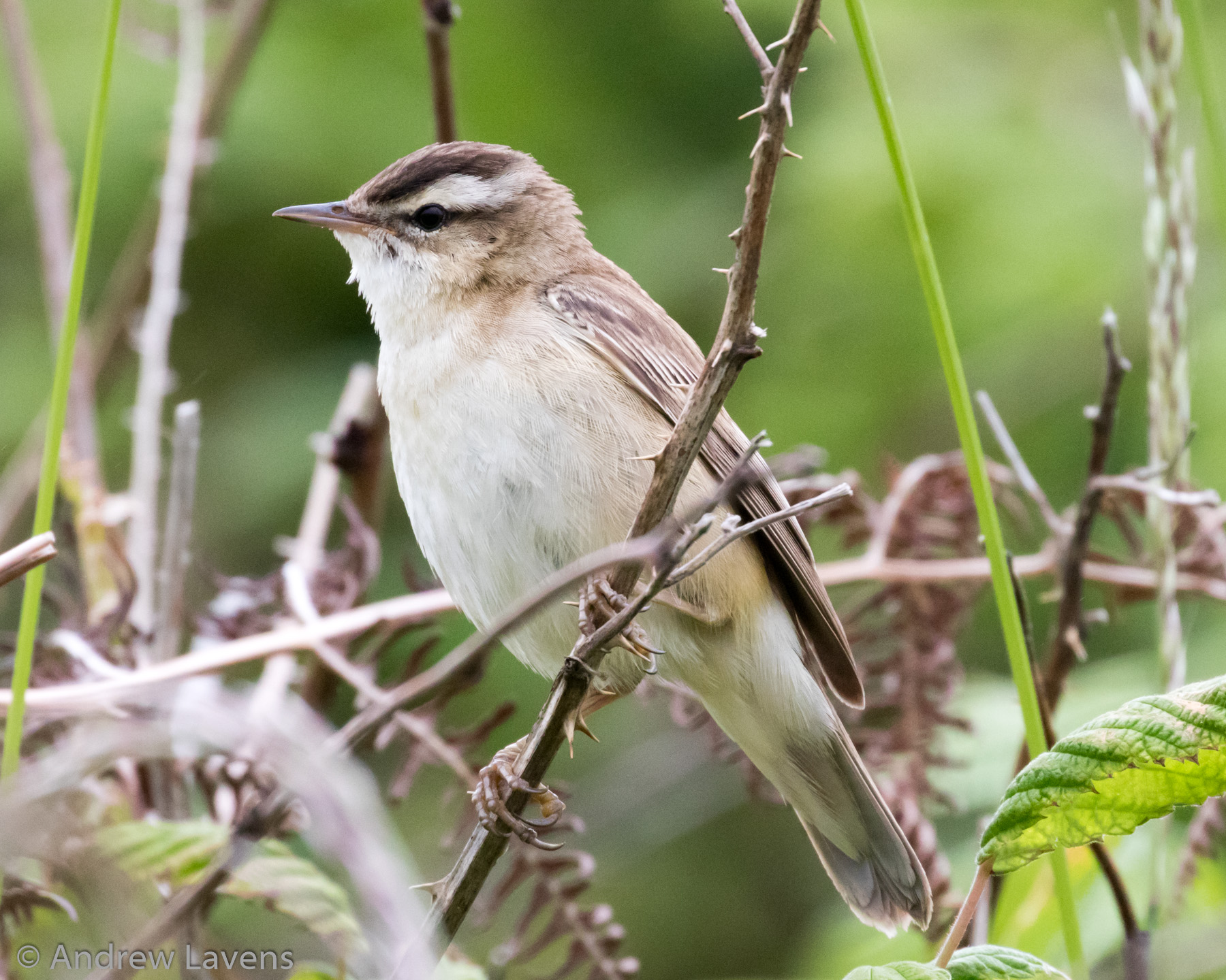 Sedger warbler on the Fife coast
