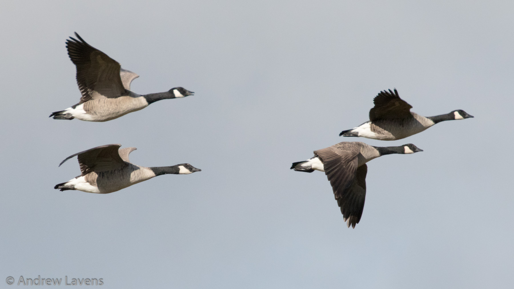 Canada geese flying over Lochwinnoch