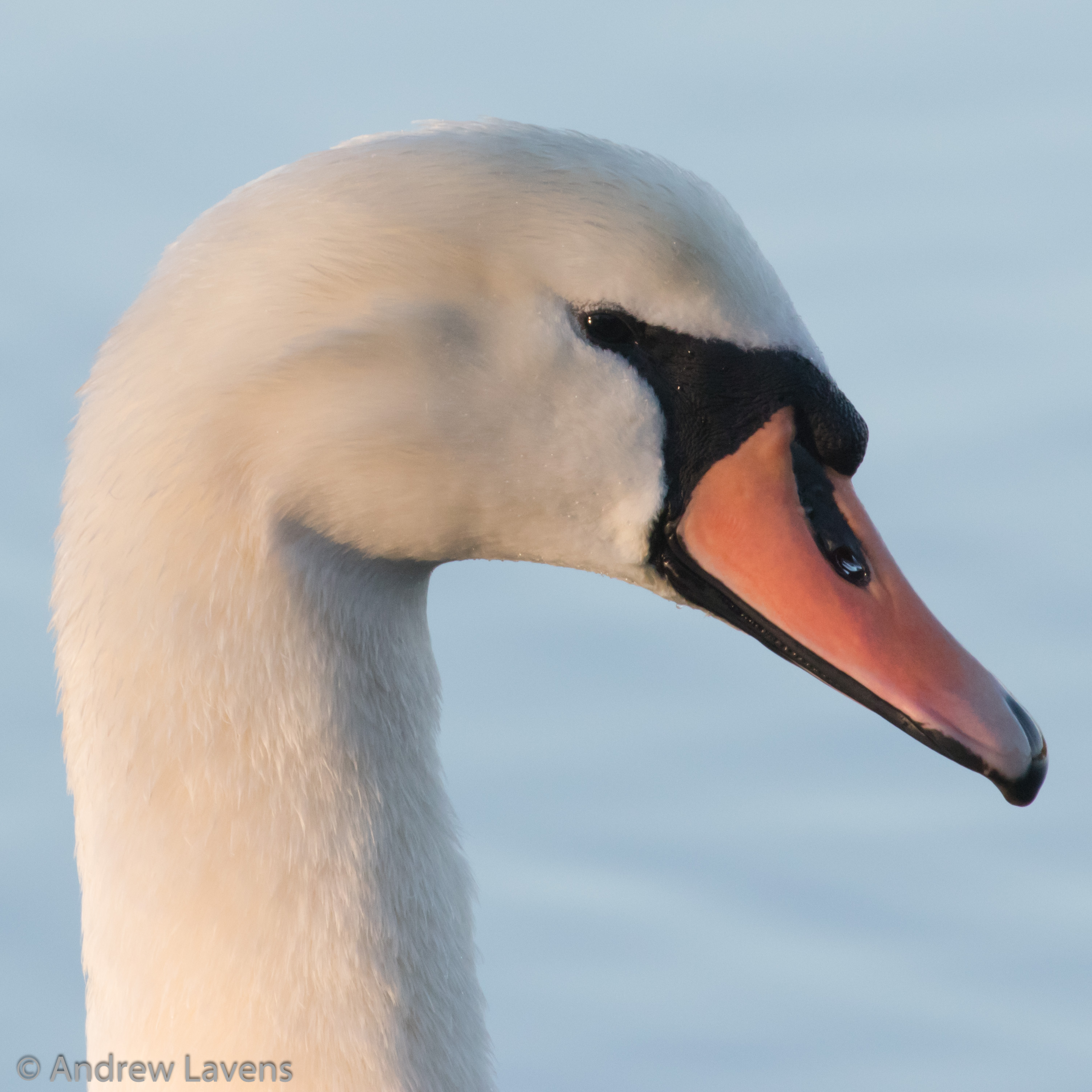 A close-up view of a swan's head