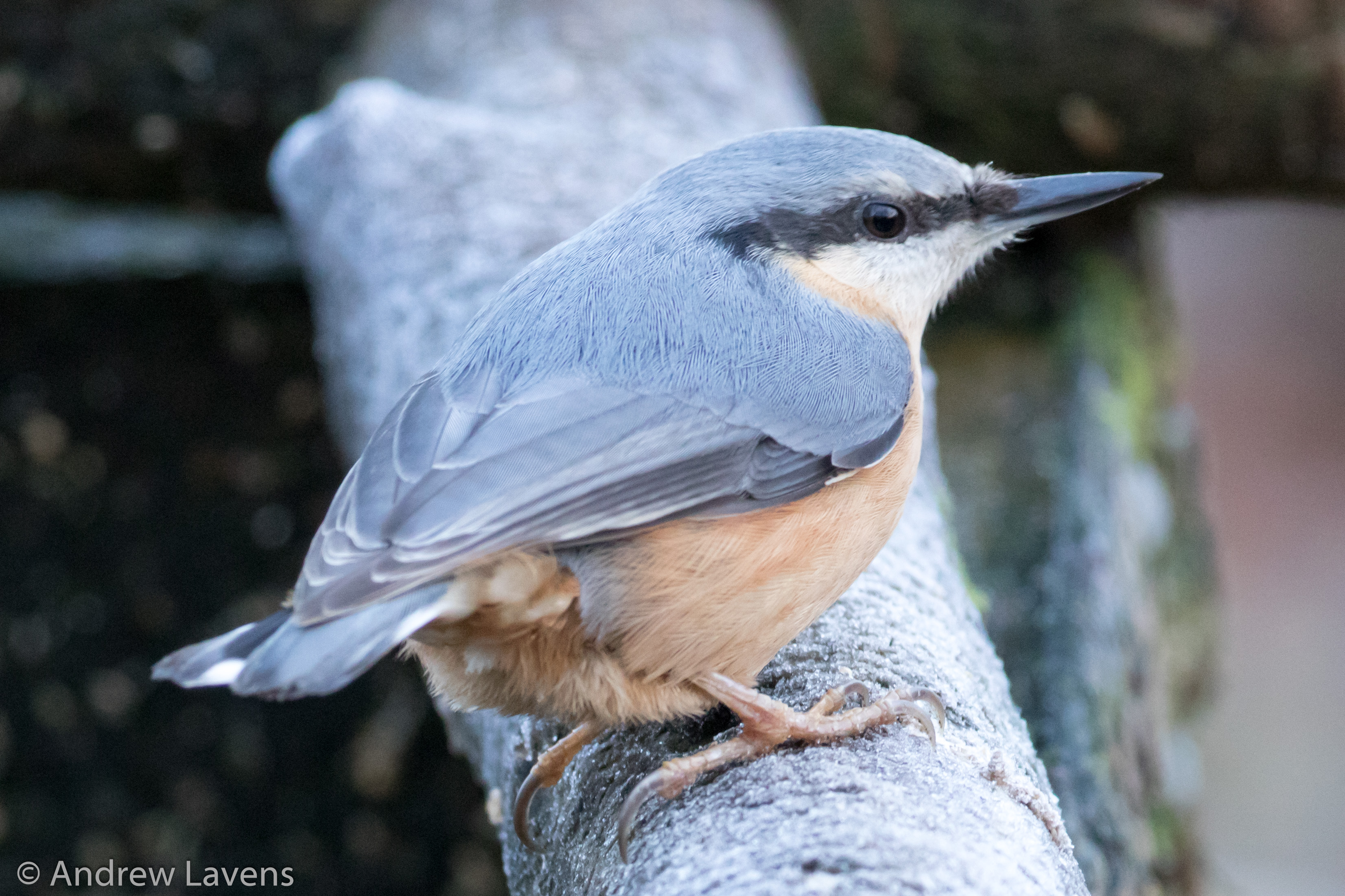 A a nuthatch on a branch