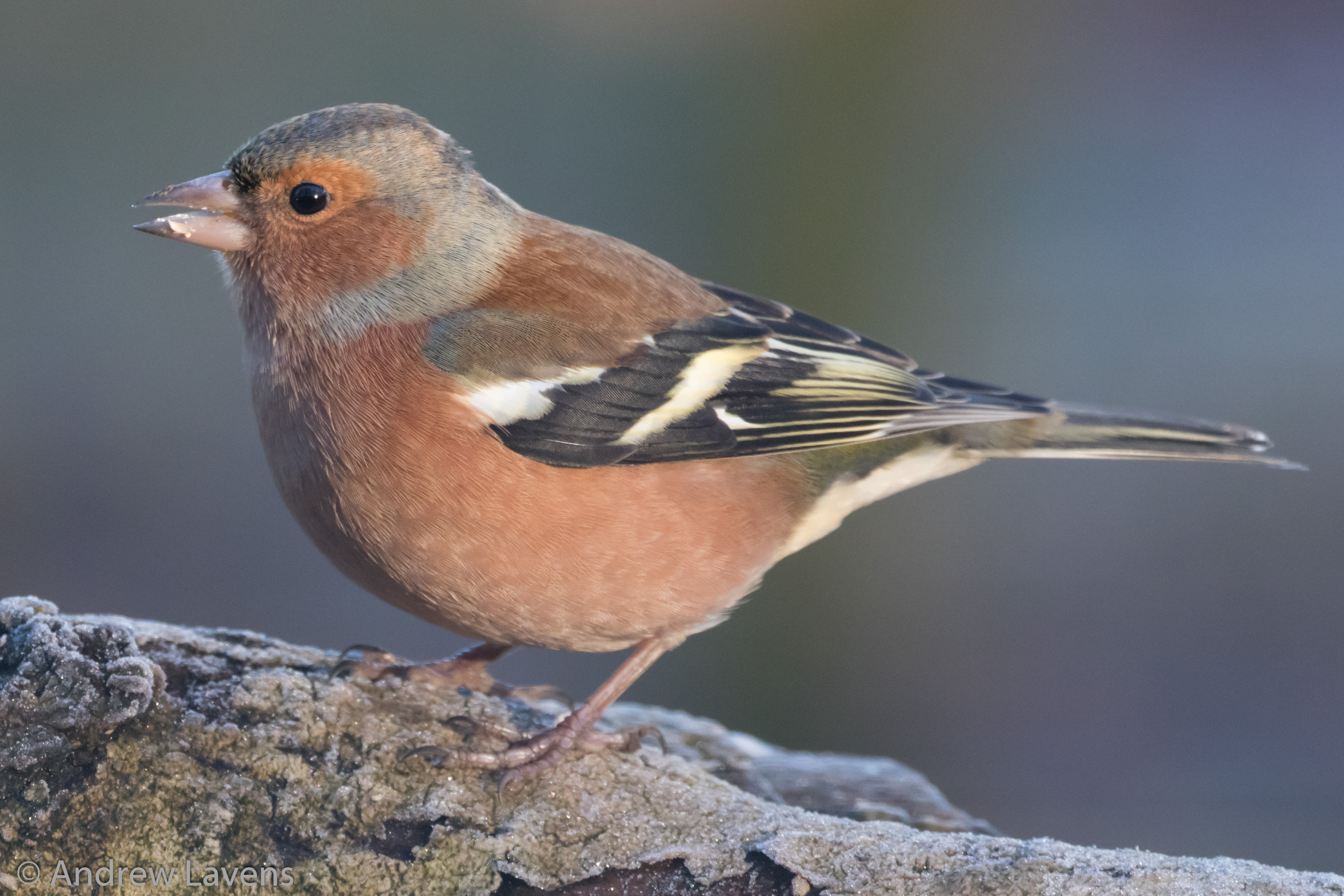 A male chaffinch on a branch. It has just visited the feeder and has crumbs on its beak!