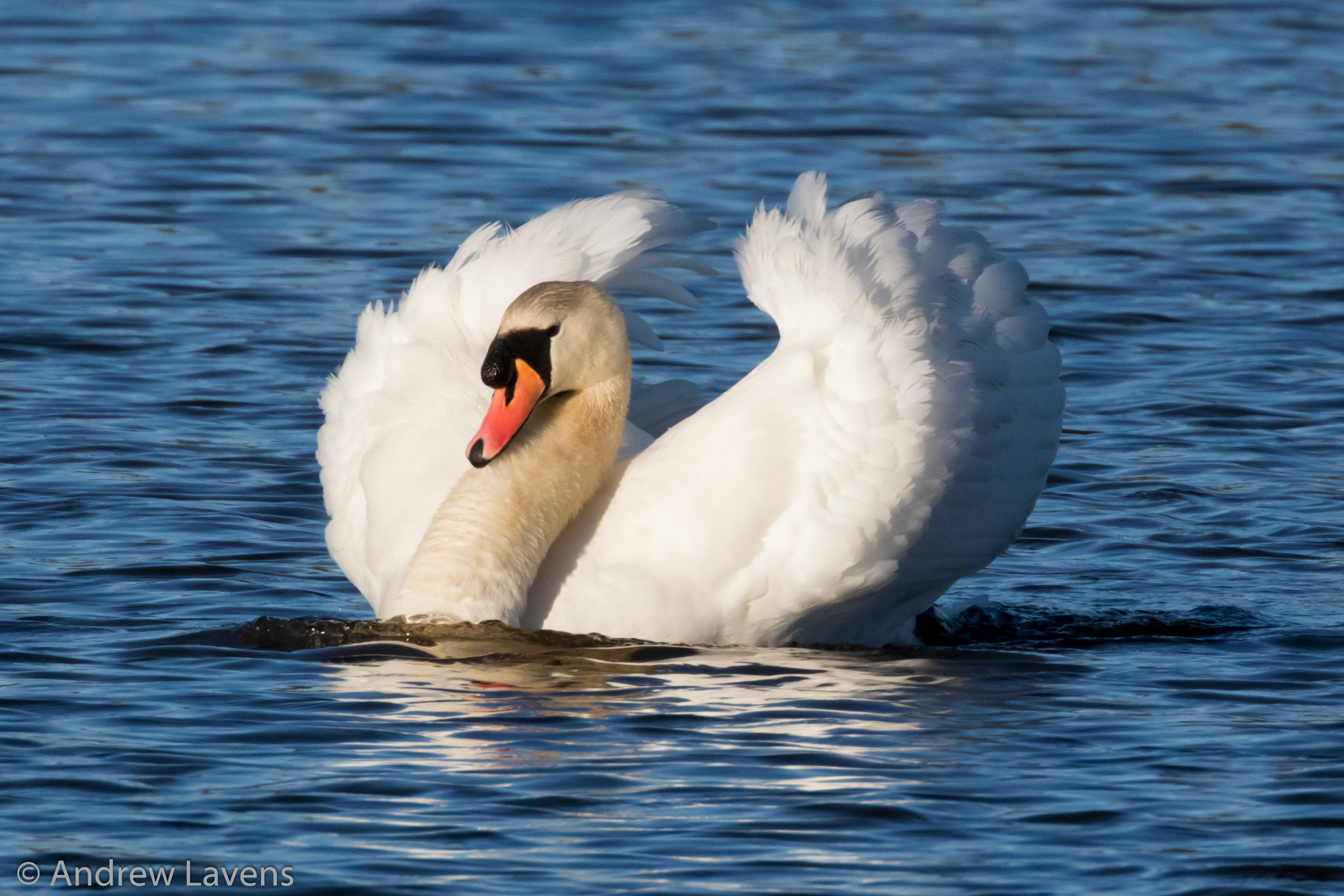 A swan displaying and getting ready to chase away rivals