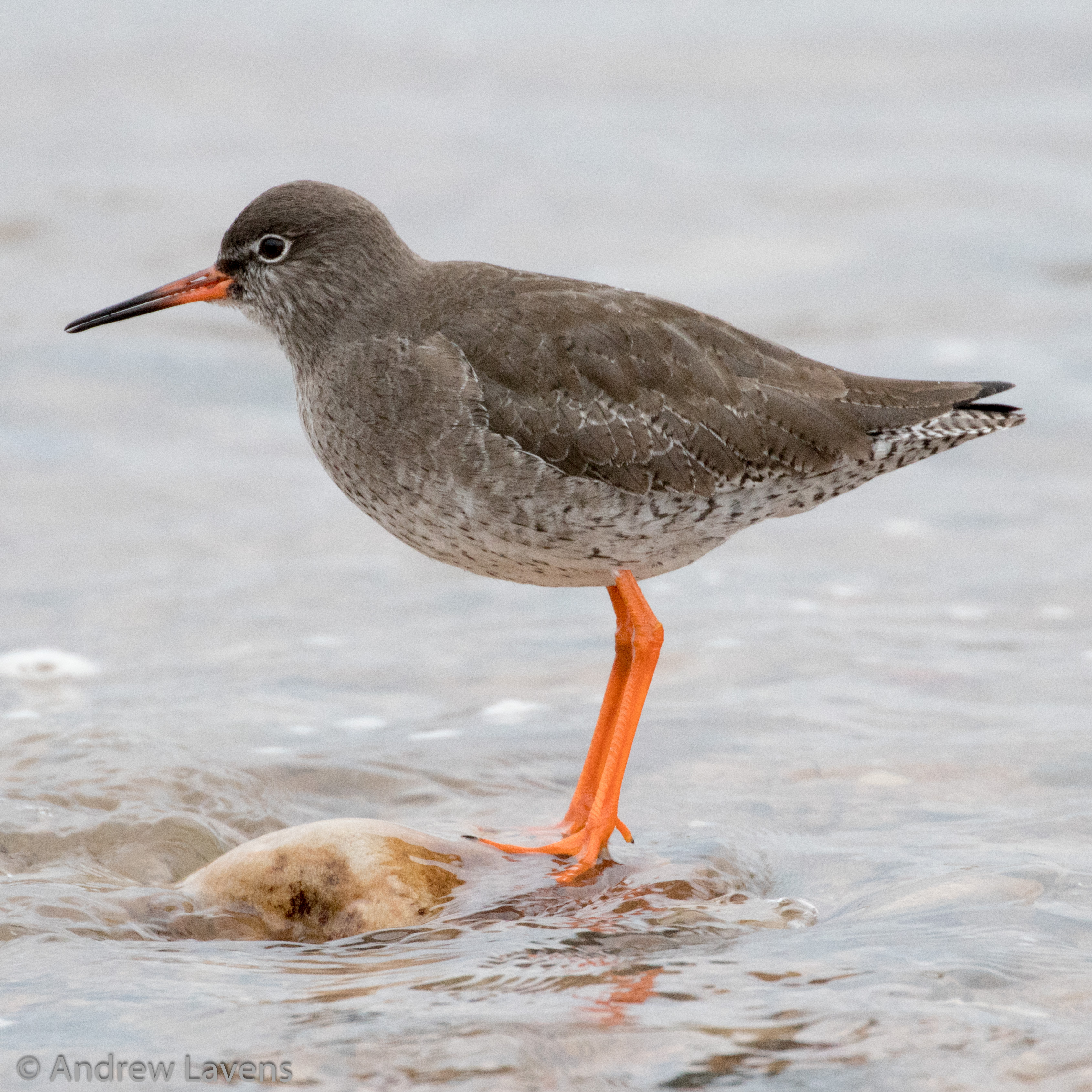 A redshank trying to keep its feet dry