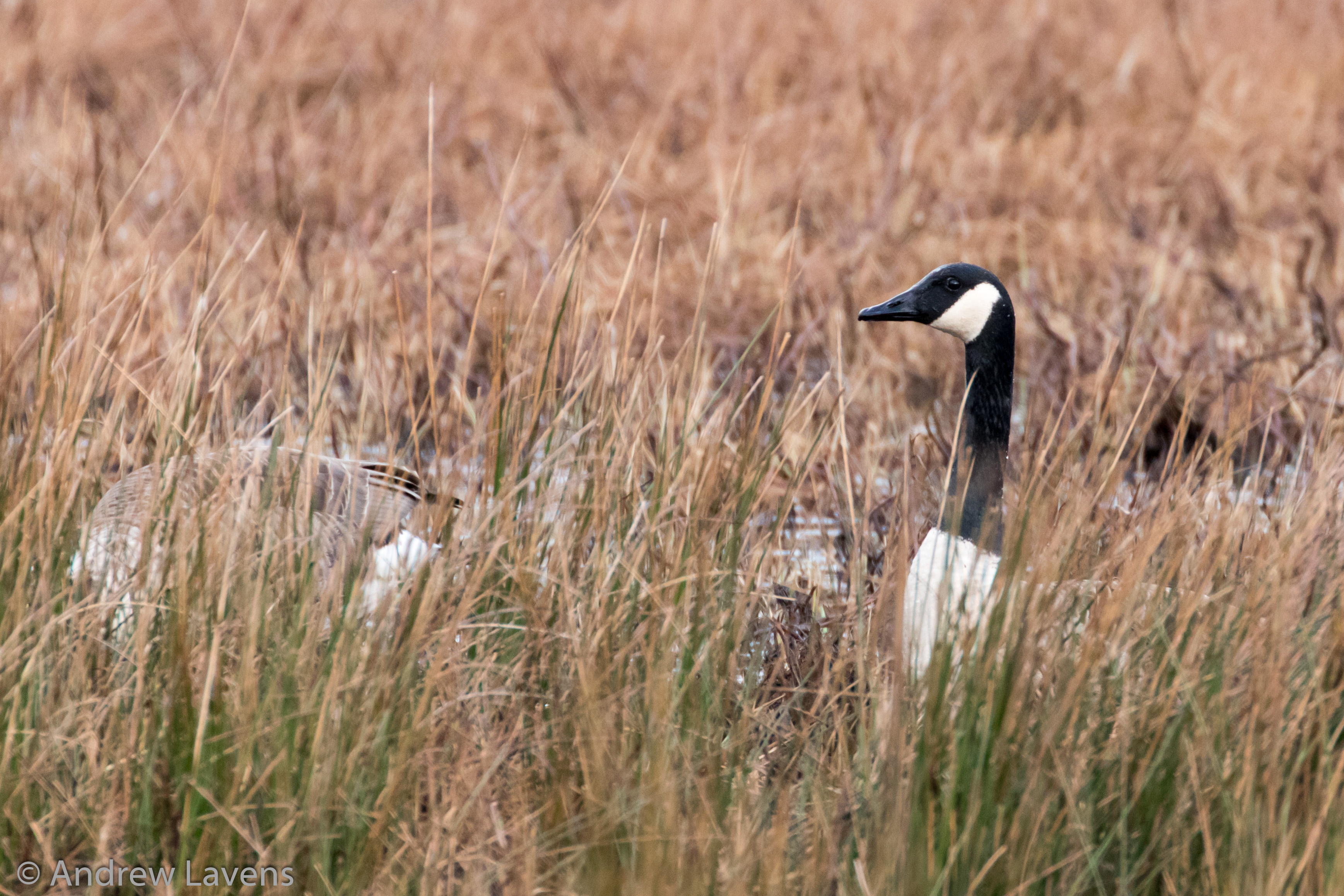 A Canada goose on watch