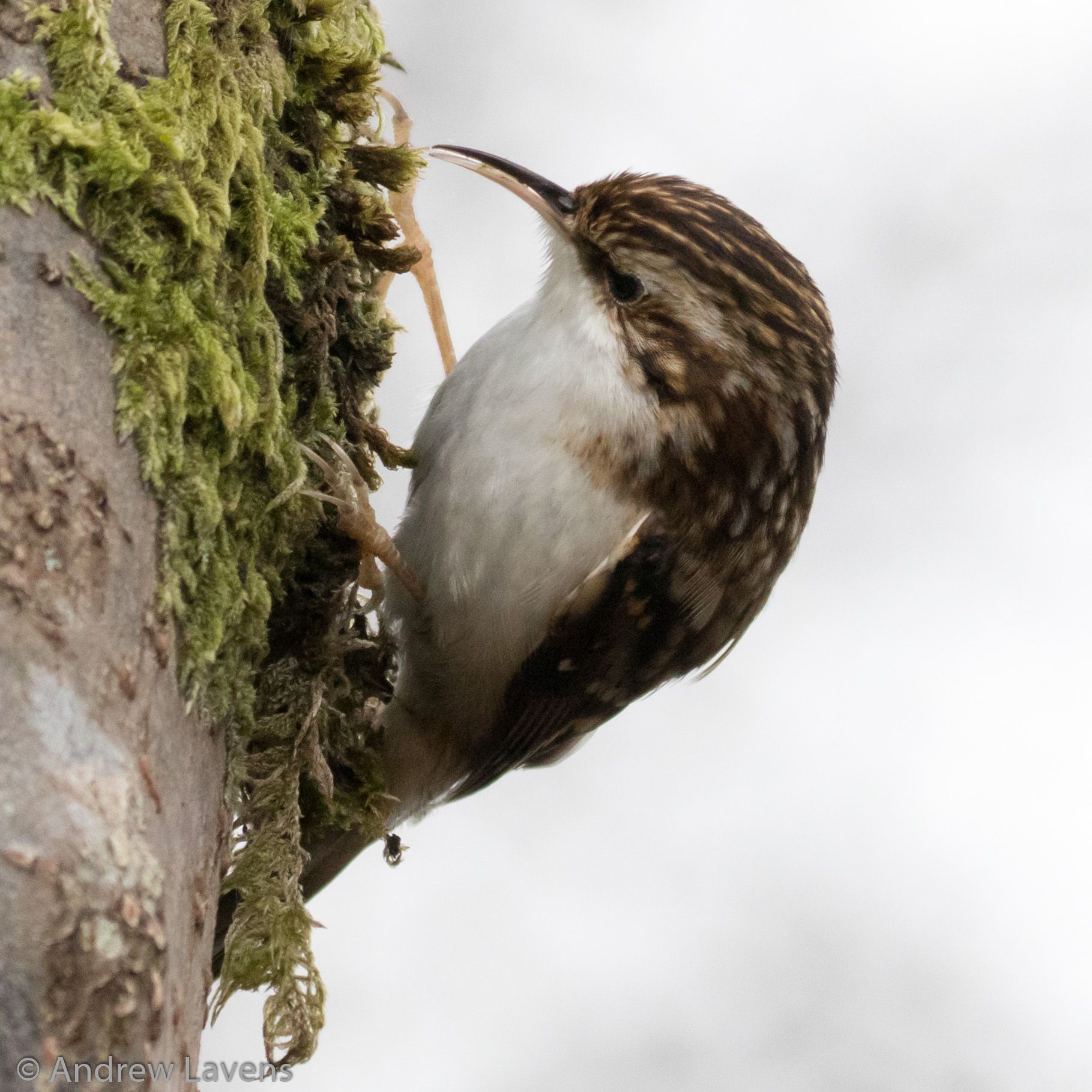 A treecreeper looking for bugs amongst the moss