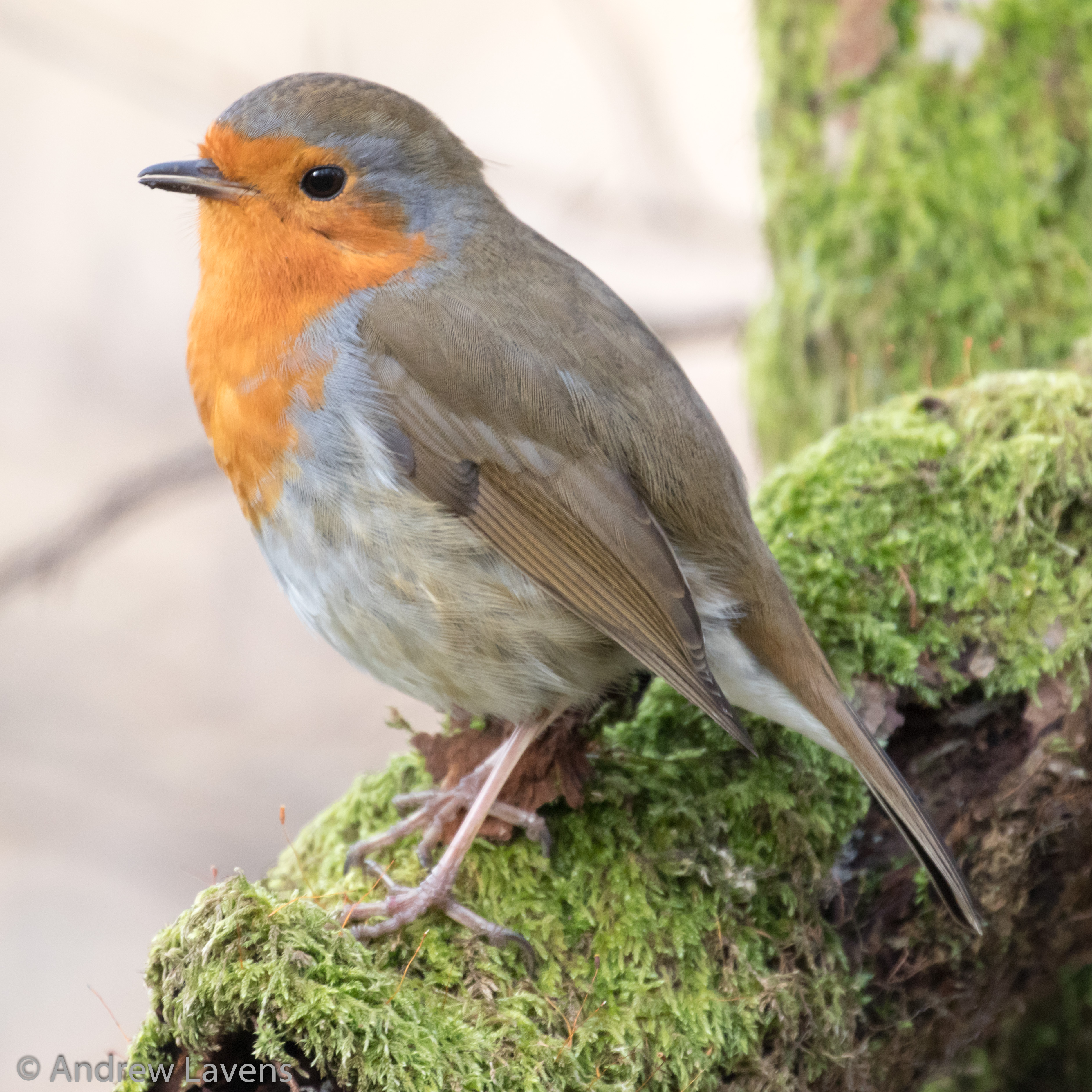 A robin on a mossy log