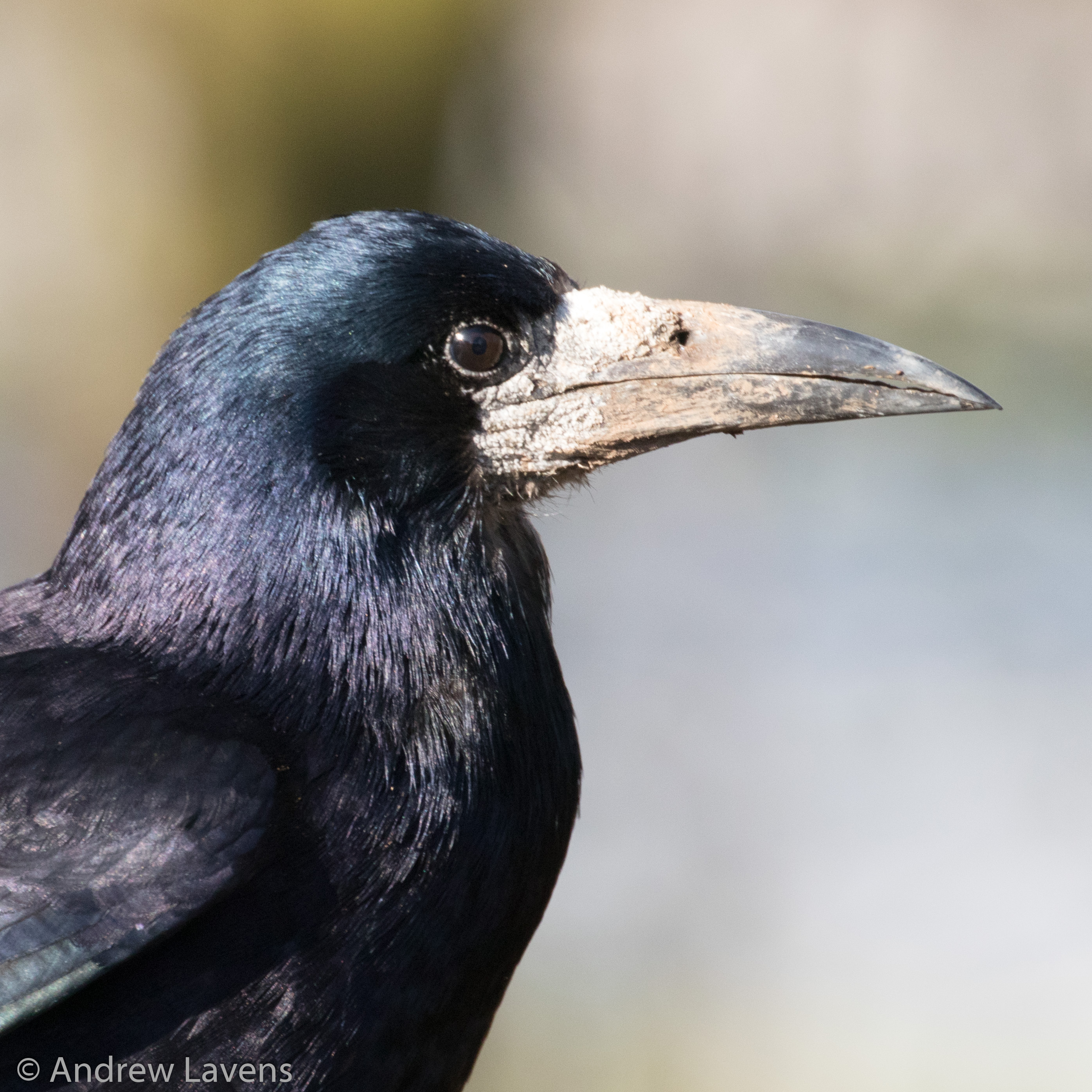 A close-up of a rook. Rooks have silver-grey beaks that look metallic