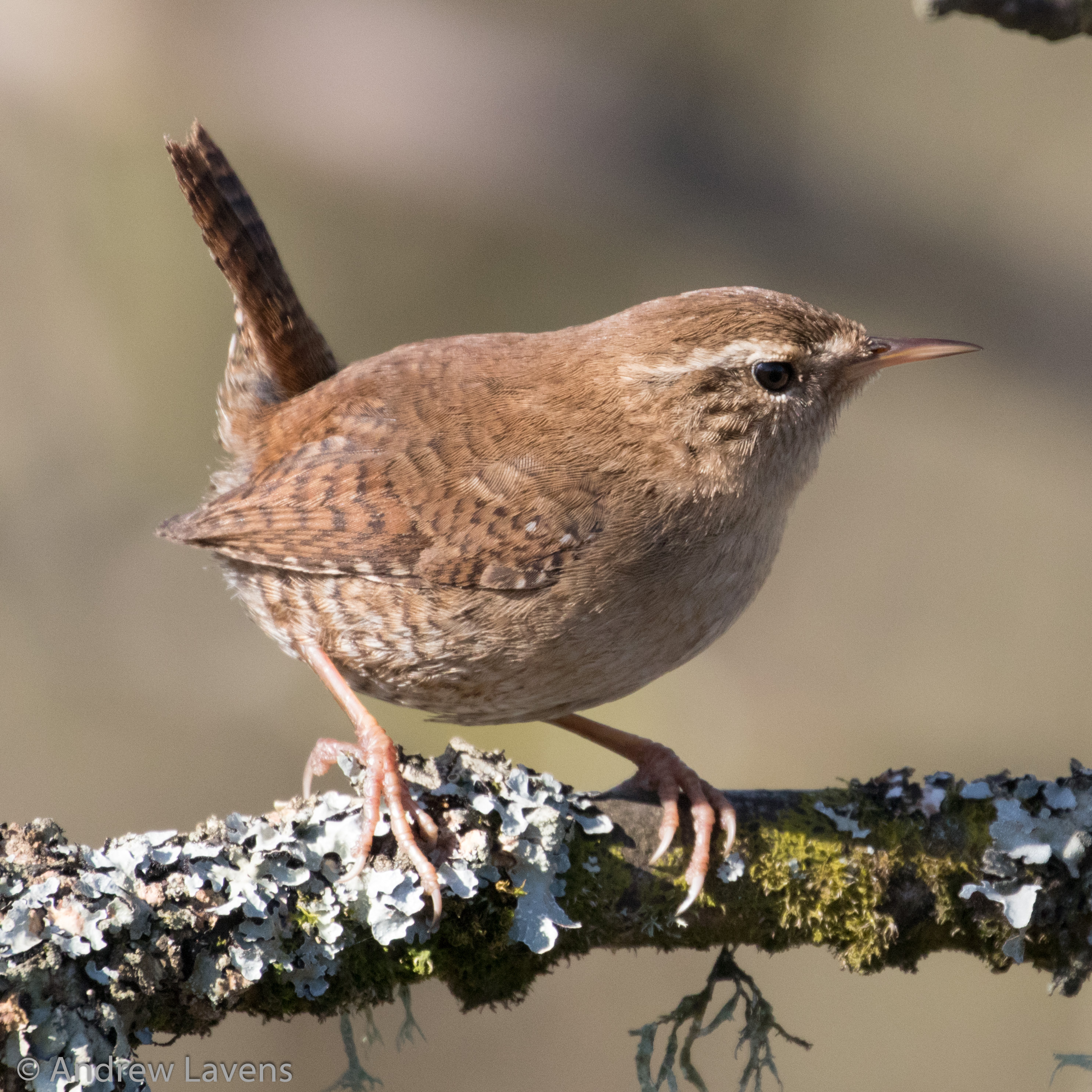 A wren posing. The stubby perpendicular tail is a giveaway