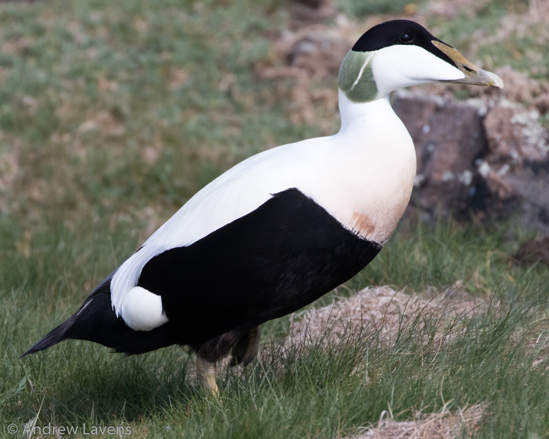 Eider duck on the Isle of May