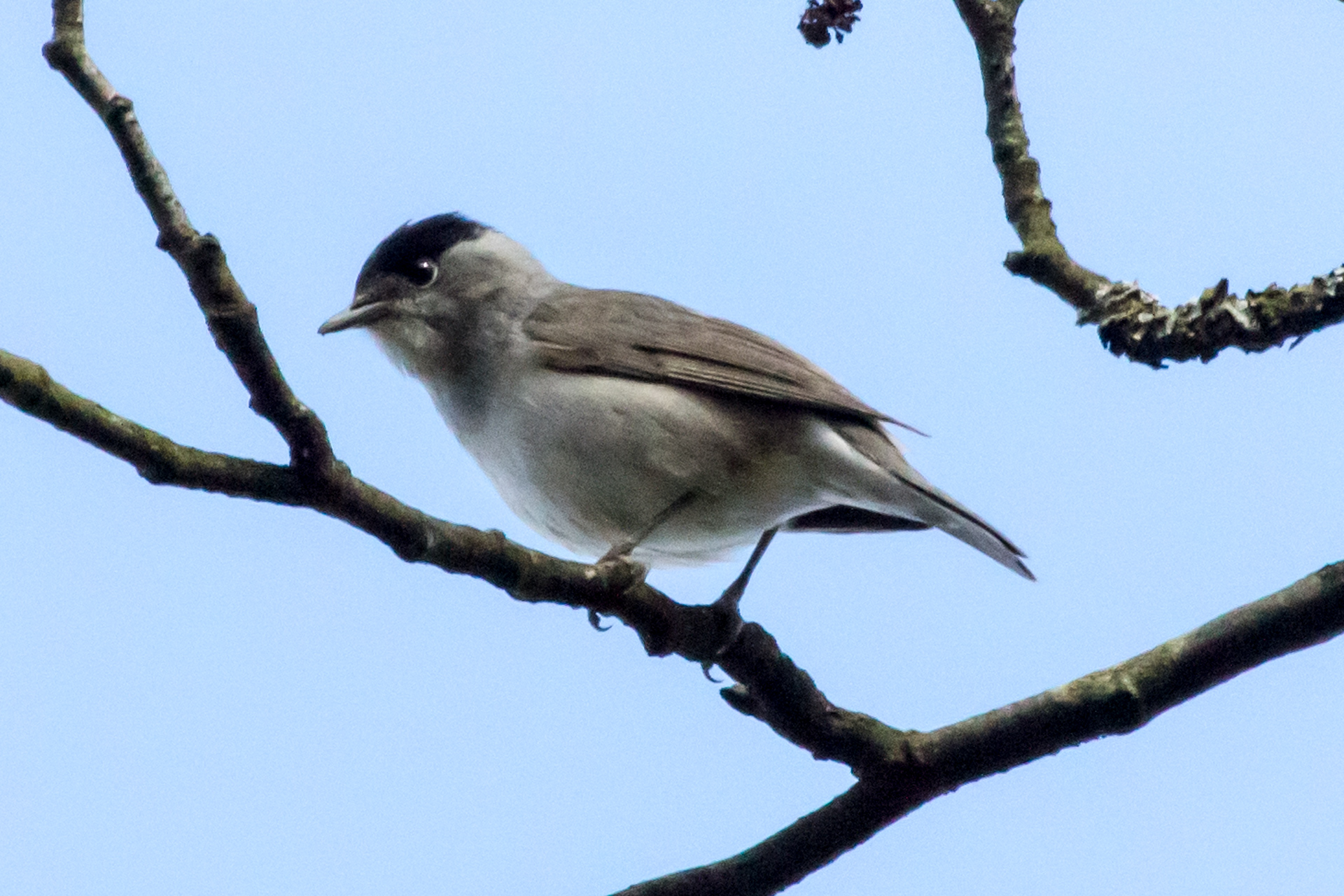 Blackcap