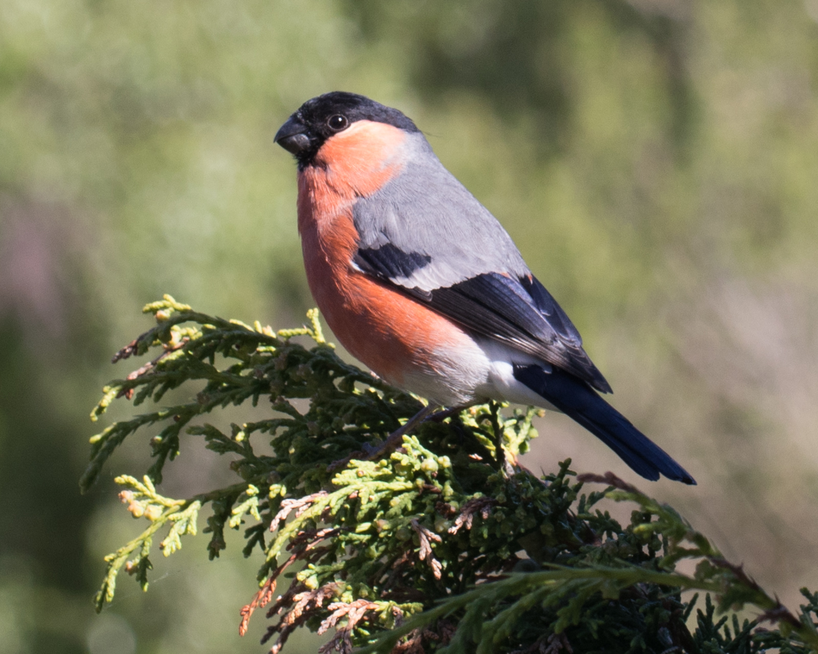 Bullfinch