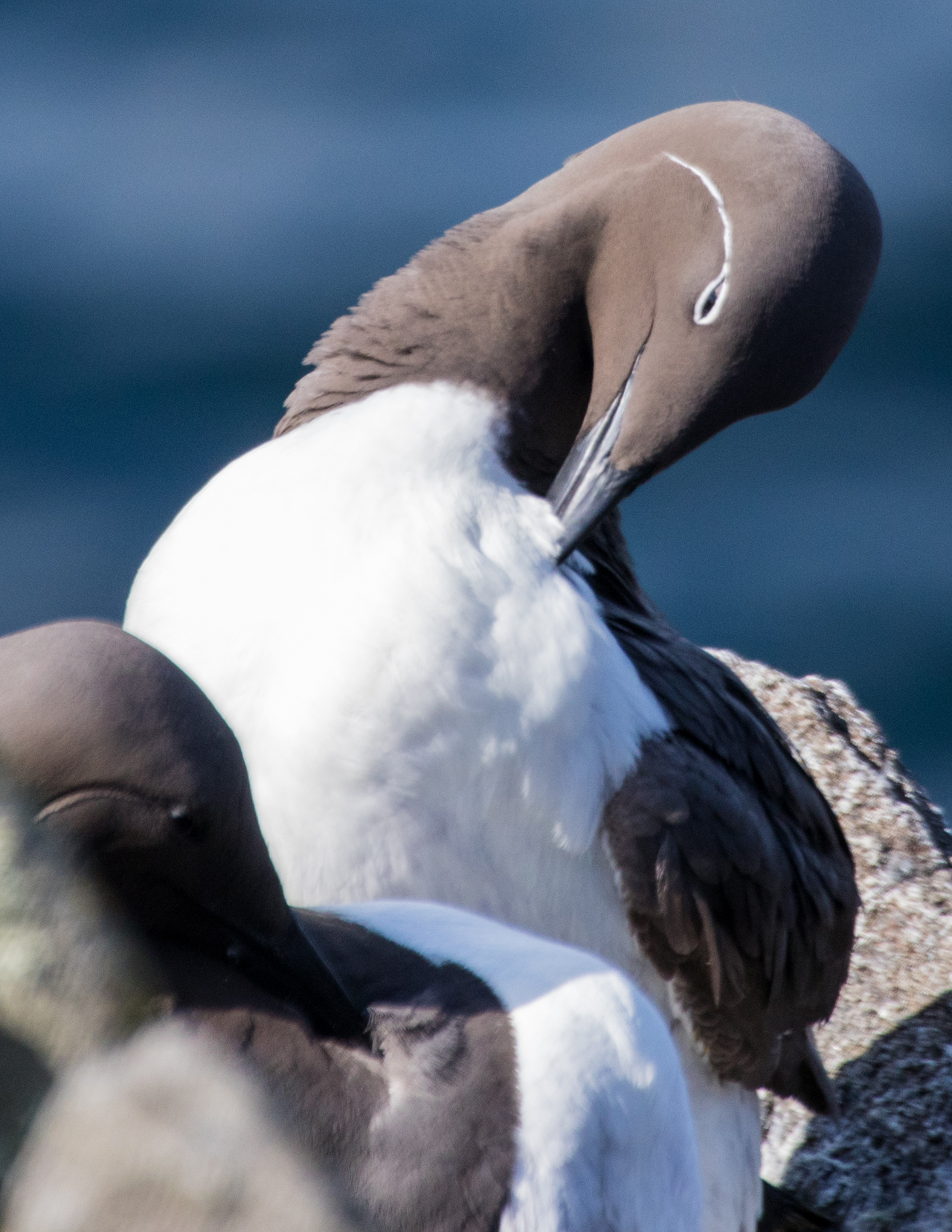 Guillemot