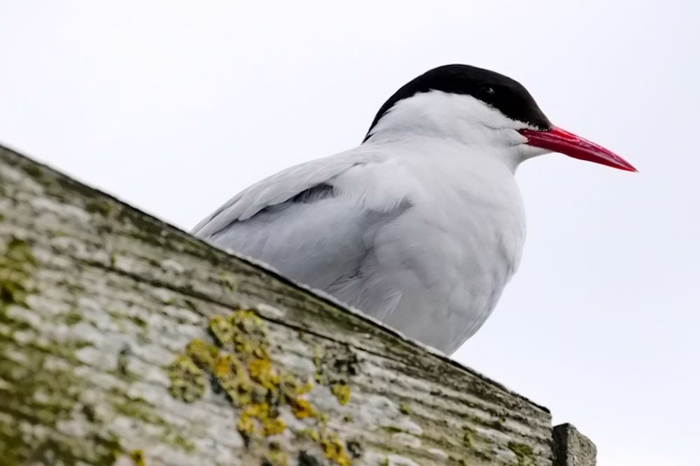 Tern